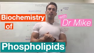 Phospholipids  Biochemistry [upl. by Joni]