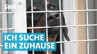 Liebe gesucht Die große Tierheim Doku aus Esslingen [upl. by Rockey294]