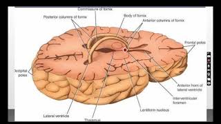 Diencephalon [upl. by Enamrahs]