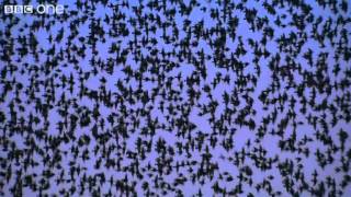 Peregrine Falcon Hunts Starlings in Rome Narrated by David Tennant  Earthflight  BBC One [upl. by Mcclees]