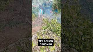 Sengso niko silen tes pohon cengkeh [upl. by Ettelrahc451]