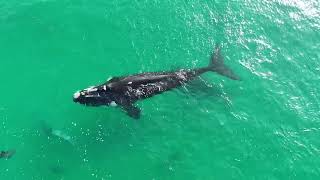 Whales and Dolphins of Plettenberg Bay [upl. by Sudoeht]