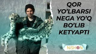 Qor yolbarsi yoq bolib ketdidahshatshok [upl. by Nedarb]