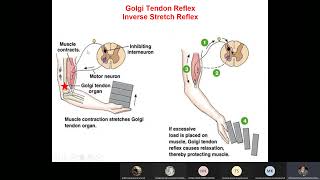 CNS301 Physiology  Lec 16  Polysynaptic reflexes amp Complete TS of spinal cord  Dr Hani [upl. by Ellehcsor939]