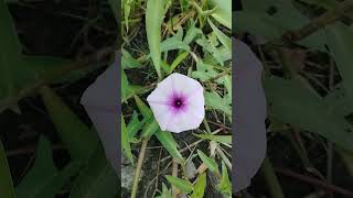 কলমি ফুলIpomoea aquaticawater morning glorywater convolvulusChinese spinachSwamp cabbage love [upl. by Yelyac]