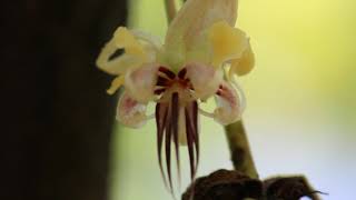 Female midge inside petal hood of a cacao flower Indonesia Samantha J Forbes [upl. by Mar]