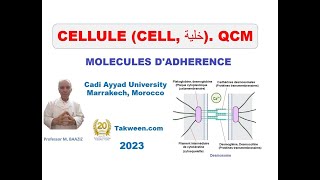 Cellule Molécules dadhérence QCM Adhérences cellulecellule et cellulematrice extracellulaire [upl. by Wivestad]