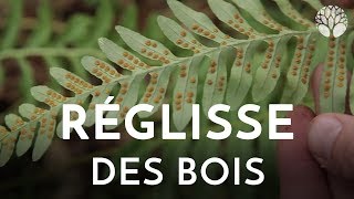 Réglisse des bois Polypodium vulgare [upl. by Dnaleel]