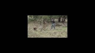 MAN VS KANGAROO [upl. by Jasisa364]