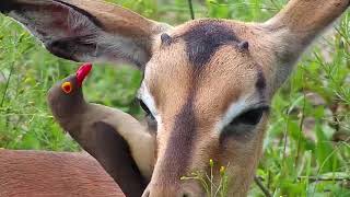 Djuma Oxpecker working hard on young Impalas ear  0840  01232020 [upl. by Mercuri]