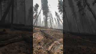 2 months of being on Wildland fires husqvarnachainsaw chainsaws [upl. by Faden]