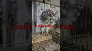 š‡§š‡©ā¯¤ļø¸almon gaditano fimale ā¯¤ļø¸š‡§š‡© viralvideo pigeon pigeonlov bird kabutar pigeonloves [upl. by Harry]