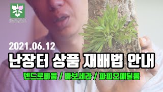 난장터 상품210612 재배법 알려드립니다 덴드로비움 2종류 바보세라 쿠쿠라타 파피오페딜룸 핑크 스카이  이원난의 난장터 재배법 [upl. by Adnar]