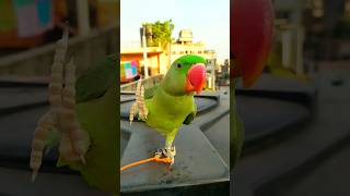 mithu Hi🖐️✨🥰alexanderparrot talkingparrot parrot viralvideo ytshorts short viralshorts pets [upl. by Arracahs]