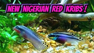 Nigerian Red Kribensis Pairing Off For Life  Breeding Cichlid Pelvicachromis Taeniatus Nigeria Red [upl. by Cutlerr]