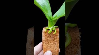 The magical secret to quickly taking root and blooming continuously [upl. by Nyvar]