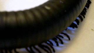 Giant African Tanzanian Train Millipede Walking [upl. by Canute]