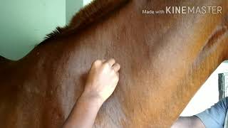 Vet Basics ll Intravenous and Intramuscular injection in horse [upl. by Aileve]