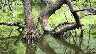 Parque Nacional Natural Tayrona [upl. by Adnuahsor285]