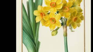 Vintage Botanical Prints  62 in a series  Polyanthus or Cluster Narcissus 1836 [upl. by Hgielrac]