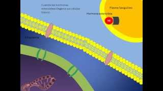 Mecanismo de accion de las hormonas esteroideas [upl. by Athene]
