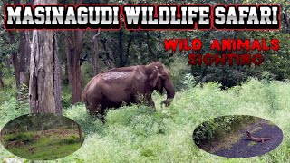 🔥Masinagudi Wild Animals Sighting  Mayar Road  Singara Road SimbaaVlogs [upl. by Dulcle860]