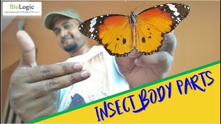 Insect Body Parts  Demonstration with Original Butterfly  BioLogic Official [upl. by Aleiram]