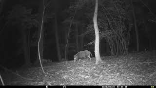 Wild Boar Sus scrofa at Woodland Clearing in Chestnut Forest  Alps Conifer and Mixed Forests [upl. by Yanad621]