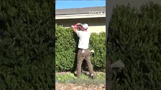 Gotta Gig Trimming A Big SHRUB lawncare [upl. by Sluiter]