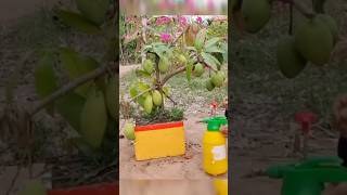 Want Mangoes at Home Try This Easy Planting Trick 🥭🌿 diygardening indoorgardener [upl. by Elime]