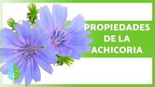 BENEFICIOS de la ACHICORIA 💚 PROPIEDADES Cómo tomarla y Contraindicaciones [upl. by Behka]