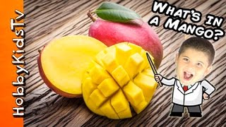 Science Lab Whats in a Mango Pit [upl. by Aterg]