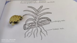 Drawing EPIPHYTIC ROOTS vanda botany record intermediate zoology epiphyllum epiphyticroots [upl. by Demaria]