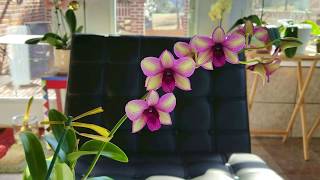 Tutorial on how I care for my Dendrobium Phalenopsis orchids growing in water culture [upl. by Onailil532]