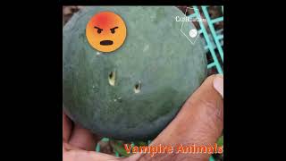 Vampire Animals in The Watermelon Patch  catshobbycorner [upl. by Rebmak]