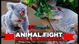 Animal Fight  koala in Australia [upl. by Greabe]