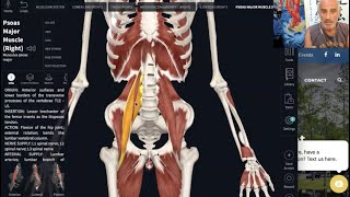 Relationship Between the Diaphragm amp the Psoas amp the Effects of Prolonged Sitting on Breathing [upl. by Tut842]