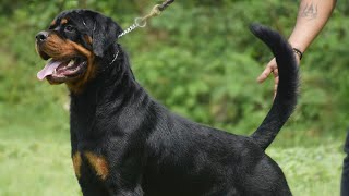 Biggest Rottweiler Kennel Of North IndiaRottweiler farm Of India rottweilerdog trending [upl. by Arhas]