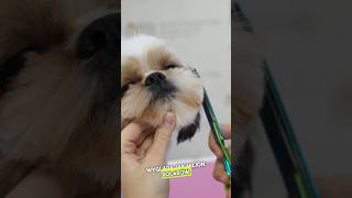 Metamorfoza Shihtzu Stefana [upl. by Ainos626]