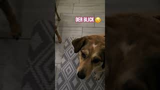 RAUS INS KALTE pets gassi dogs dogshorts youtubeshorts [upl. by Ecinwahs470]