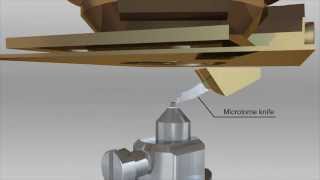 ZEISS MERLIN 3View and SIGMA VP 3View  SBFSEMSBEM Workflow Animation [upl. by Abdu]