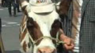 Cow Joins Dairy Farmers Protest in Brussels [upl. by Ynnatirb]