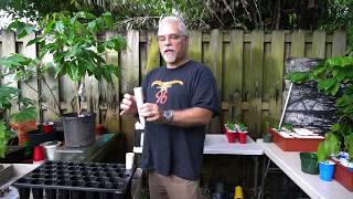 How to Plant Coffee Arabica and Robusta Seeds [upl. by Mosley]