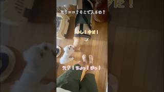 え？！ココ…そこで？！ショート shorts 犬 チワワ マルチーズ dog 癒し 可愛い 犬のいる生活 [upl. by Eirruc]