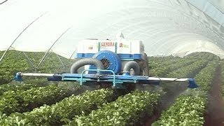 Nebulizador pulverizando con aire en invernadero de fresas Nebulizer air spraying strawberries [upl. by Aidualk]