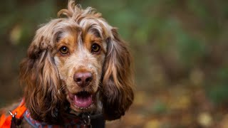 Understanding and Training Solutions for Cocker Spaniel Aggression [upl. by Rumilly]