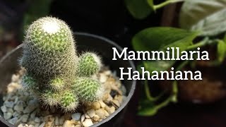 Mammillaria Hahaniana  How To Care For Mammillaria Hahaniana Cactus  Old Lady Cactus cactus [upl. by Ettenal]