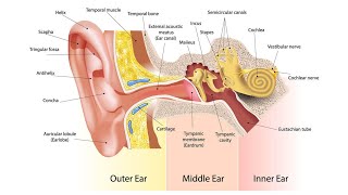 Human Ear  Anatomy of Human Ear  How Ear Works  Structure  Functions  Physiology  Care Tips [upl. by Elleynod]