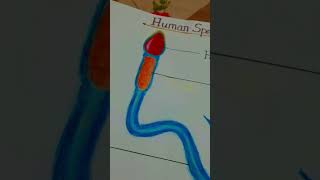 Diagram of human sperm science project ytshorts shorts spermdiagram craftacademy [upl. by Ayojal]