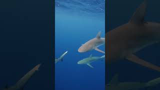 Little fish following a shark🐟 shark sharks fish pilotfish [upl. by Basso]